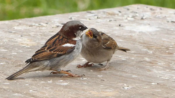 House Sparrow Feeding Its Young Chicks — Stock Photo, Image