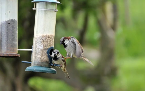 House Sparrow fighting at a seed feeder at bird table in UK