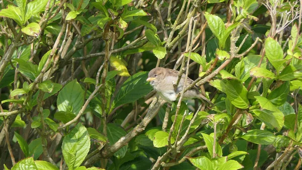 House Sparrow sitting in a hedge in UK