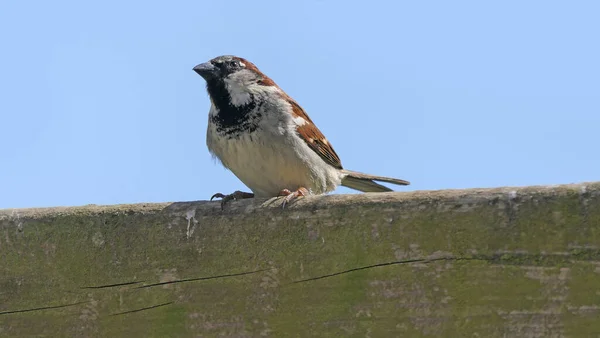 Casa Sparrow Sentado Uma Cerca — Fotografia de Stock