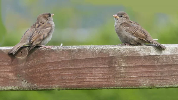 Casa Sparrow Sentado Uma Cerca — Fotografia de Stock