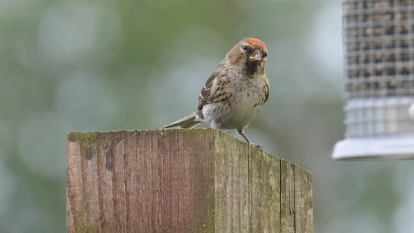 Petit Redpol Nourrissant Partir Une Mangeoire Une Table Oiseaux — Photo