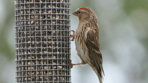 Menor Redpoll Alimentação Alimentador Uma Mesa Pássaro — Fotografia de Stock