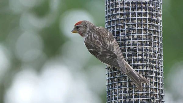 Menor Redpoll Alimentação Alimentador Uma Mesa Pássaro — Fotografia de Stock