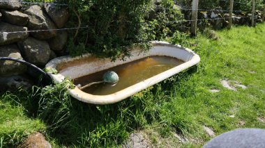 İrlanda 'da tarlada koyun ve ödlek su çukuru gibi eski bir banyo.