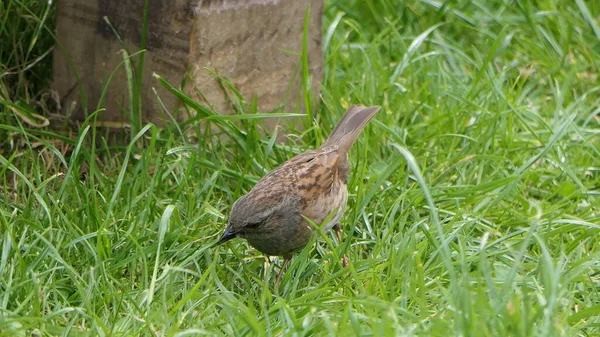 Dunnock Yerde Yiyecek Arıyor — Stok fotoğraf