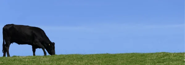 Black Cow Eating Grass Field Farm Blue Sky Background Copy — Stock Photo, Image