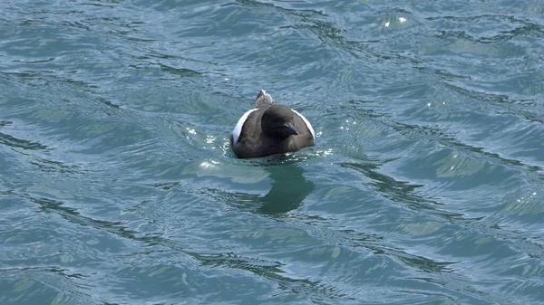 Black Guillemot Swimming Irish Sea — Stock Photo, Image