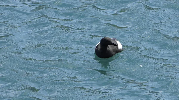 Guillemot Negro Nadando Mar Irlanda — Foto de Stock