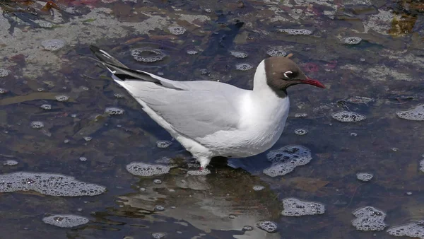 Schwarzkopfmöwe Auf Nahrungssuche Der Irischen See — Stockfoto