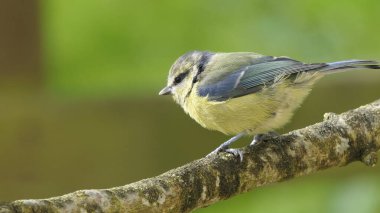 Blue Tit sitting in a hedge 