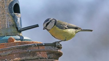 Blue Tit sitting on a bird table 