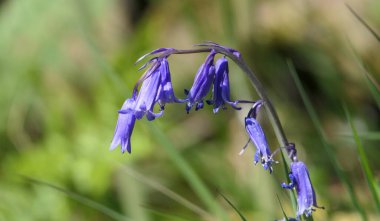 BlueBell Hyacinthoides İngiltere 'de ağaçlık alanda yetişiyor.