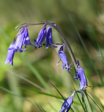BlueBell Hyacinthoides İngiltere 'de ağaçlık alanda yetişiyor.