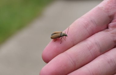 Böcek böceği İngiltere 'nin kırsal kesiminde bir elde oturuyor.