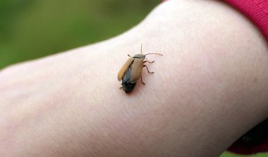 Böcek böceği İngiltere 'nin kırsal kesiminde bir elde oturuyor.