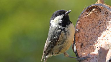 Coal Tit feeding from a Coconut suet shell at a bird table 