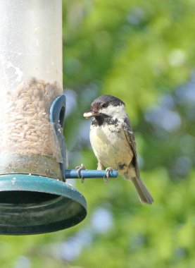 Coal Tit feeding from a Tube Feeder on a bird table 