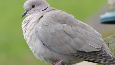 İngiltere 'de bir çitte Yakalı Güvercin 