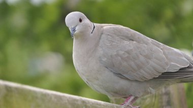 İngiltere 'de bir çitte Yakalı Güvercin 