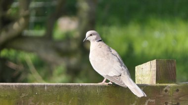İngiltere 'de bir çitte Yakalı Güvercin 