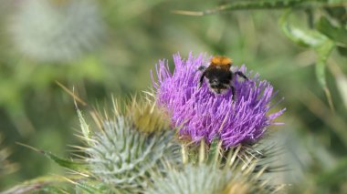 Tarlada İskoç devedikeni üzerinde ortak Carder Arısı 