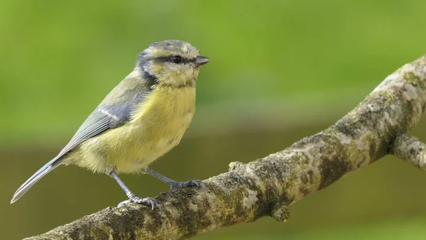 Blue Tit Sitting Hedge — 图库照片