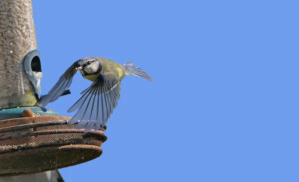 Blue Tit Великобритании Голубом Фоне Неба — стоковое фото