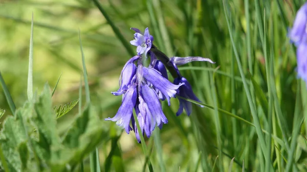 在英国林地生长的蓝铃花 — 图库照片
