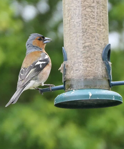 Chaffinch Utfodring Från Ett Fågelbord Storbritannien — Stockfoto