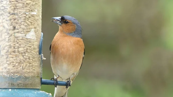 Chaffinch Utfodring Från Ett Fågelbord Storbritannien — Stockfoto