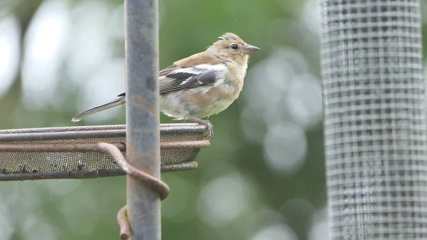 Chaffinch feeding from a bird table in the UK