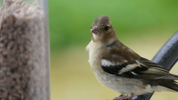 Chaffinch feeding from a bird table in the UK