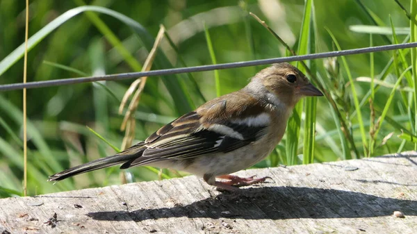 Chaffinch Ngiltere Deki Bir Kuş Masasından Besleniyor — Stok fotoğraf