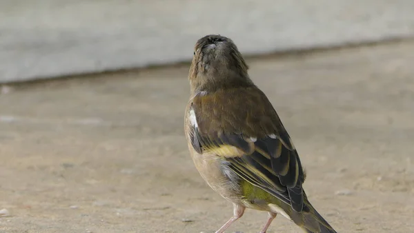 Chaffinch Alimentation Partir Une Table Oiseaux Royaume Uni — Photo