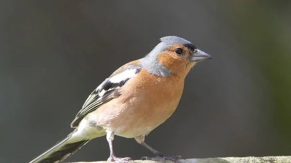 Chaffinch Сидять Паркані Великій Британії — стокове фото