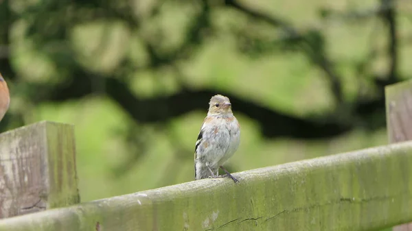 Chaffinch Sedí Plotě Velké Británii — Stock fotografie