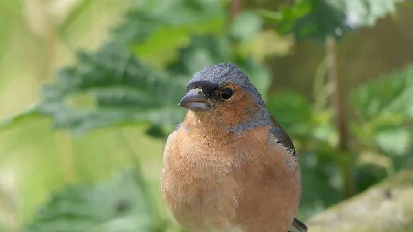 Chaffinch Sentado Una Valla Reino Unido — Foto de Stock