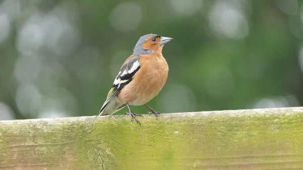 Chaffinch Sentado Uma Cerca Reino Unido — Fotografia de Stock