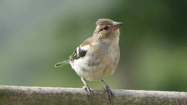 Chaffinch Sentado Una Valla Reino Unido — Foto de Stock