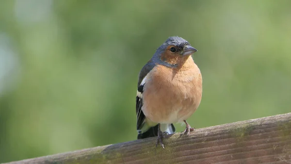 Chaffinch Sentado Uma Cerca Reino Unido — Fotografia de Stock