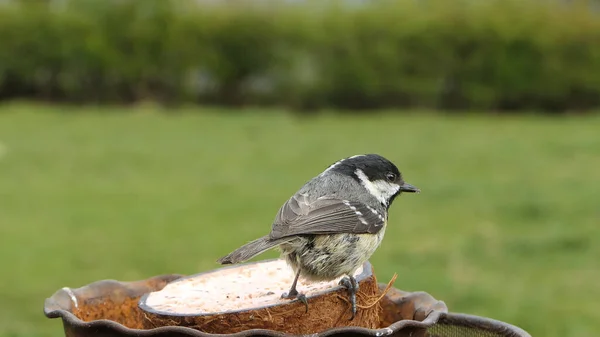 Coal Tit Feeding Coconut Suet Shell Bird Table — Fotografia de Stock