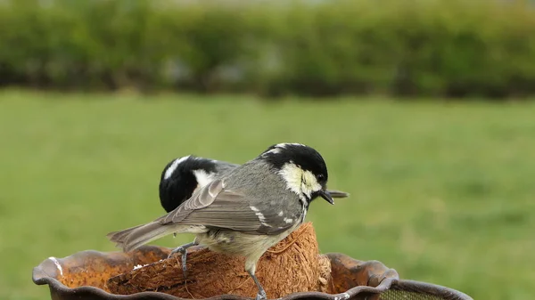 Coal Tit Feeding Coconut Suet Shell Bird Table — Fotografia de Stock