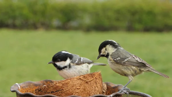 Coal Tit Feeding Coconut Suet Shell Bird Table — Stock Photo, Image