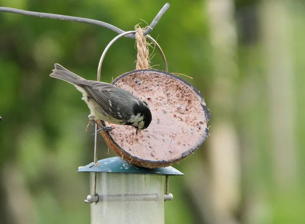 Coal Tit Feeding Coconut Suet Shell Bird Table — Fotografia de Stock