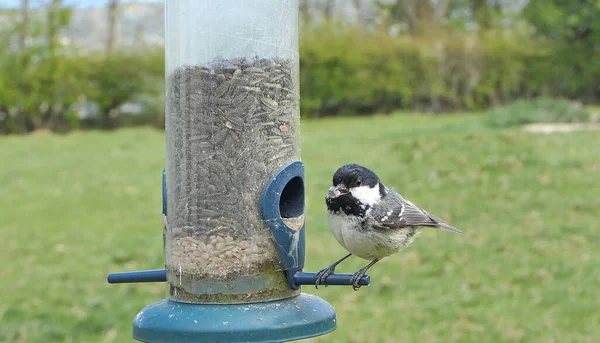 Coal Tit Feeding Tube Feeder Bird Table — Fotografia de Stock