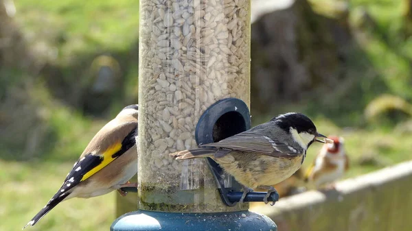 Coal Tit Feeding Tube Feeder Bird Table — Photo