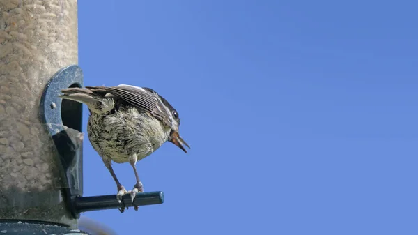 Coal Tit Feeding Tube Feeder Bird Table — Fotografia de Stock