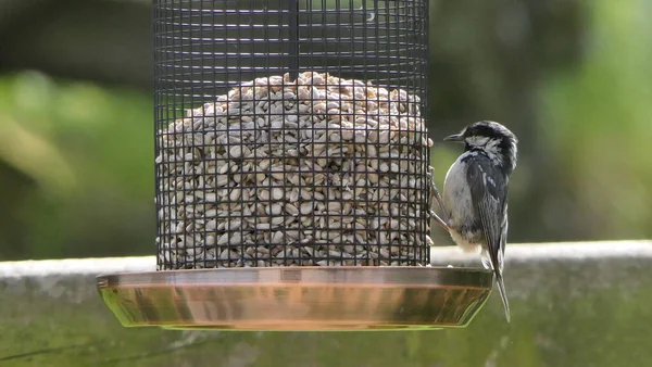 Coal Tit Feeding Tube Peanut Seed Feeder —  Fotos de Stock