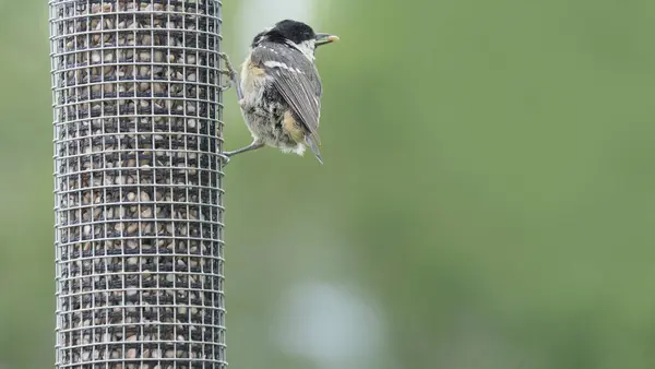 Coal Tit Feeding Tube Peanut Seed Feeder — Stok fotoğraf